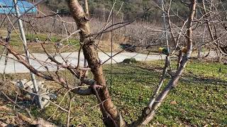 품종과 대목의친화성이 좋지않으면