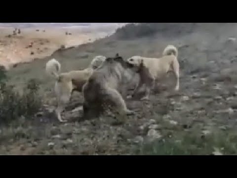 Two Kangal Dogs Tear Apart a Bear - Kangal Dog vs Bear  - Kangal Dog Attack Bear #KangalDog #Bear