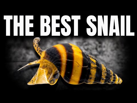Ranking The Best Freshwater Aquarium Snails (Tierlist)
