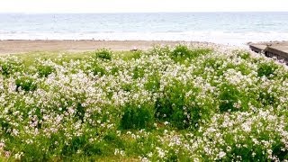 ◆作業用BGM◆ Bossa morning1