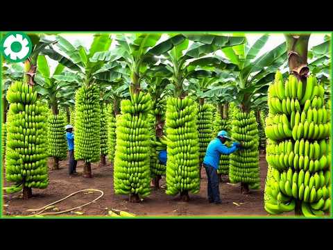 Transporting Tons of Bananas This Way - Grows and Harvest Agricultural | Agriculture Technology