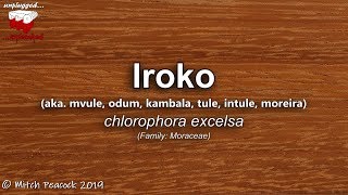 Iroko (chlorophora excelsa) AKA Mvule, odum, kambala, tule, intule, moreira