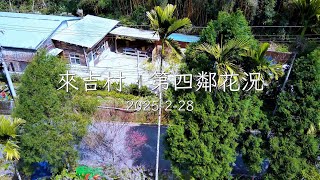 來吉村‧第四鄰花況 2025/2/28(空拍)