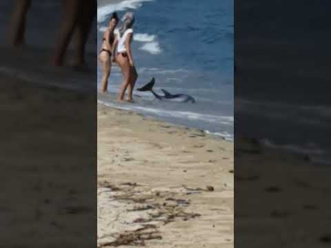 Griechenland Delphin am Strand gestrandet   (Sykia Chalkidiki)🇬🇷😱