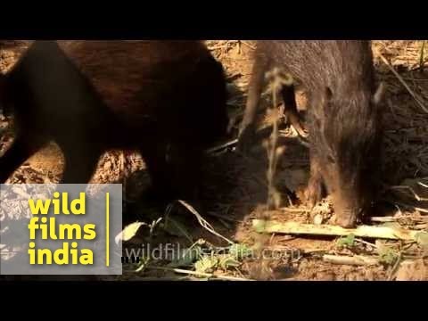 Pygmy hogs (Porcula salvania) feed on roots, tubers, shoots, ground vegetables