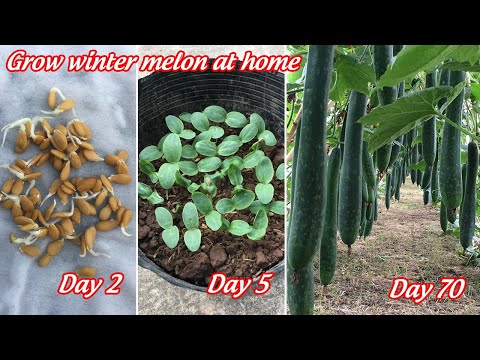 , title : 'Cách trồng bí đao xanh tại nhà sai trĩu quả | how to grow winter melon at home'