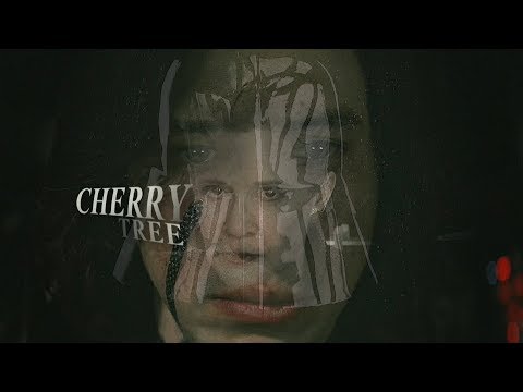 skywalker/solo family | cherry tree