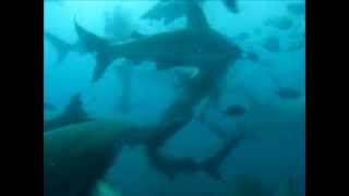 preview picture of video 'plongee avec les requins a umkomass'