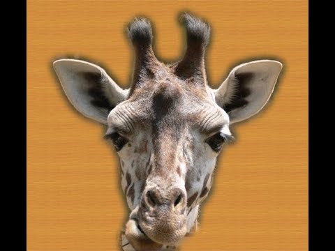 7EDEM - Жираф! - live