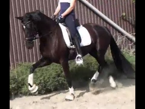 2015 black Hanoverian mare by FÜRSTEN-LOOK for sale www.sporthorses-online.com