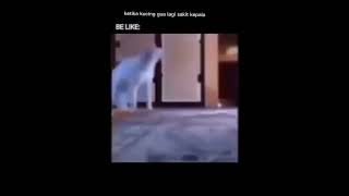 Download lagu Mana paramex || Kucing Meme mp3