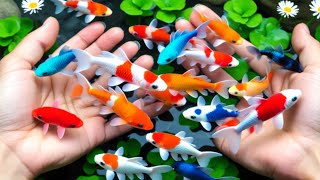 Download lagu Unboxing IKan Hias Warna Warni,Ikan Cupang,Ikan Koi,Ikan Komet,Ikan Koki,Kura Kura Brazil,Guppy lucu mp3 Download lagu Unboxing IKan Hias Warna Warni,Ikan Cupang,Ikan Koi,Ikan Komet,Ikan Koki,Kura Kura Brazil,Guppy lucu mp3