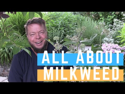 The Milkweed Medicinal Monograph!