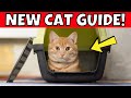 Bringing Home A Cat The Ultimate Beginner S Guide