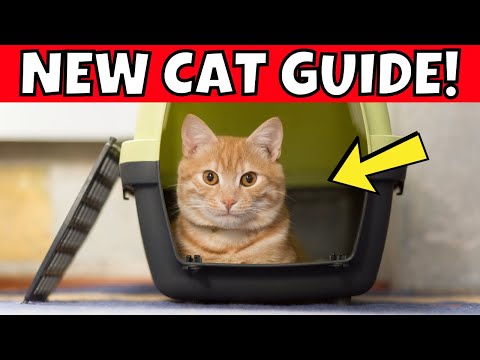 Bringing Home a Cat: The Ultimate Beginner’s Guide