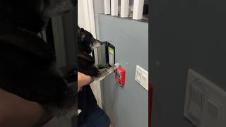 Dog pulls fire alarm trying to overcome Jaxon's fear of fire alarms