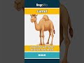 camel (noun) - definition and usage in English