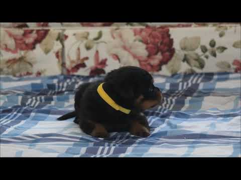 German Rottweiler Puppies For Sale · Puppy ID-#125 · May 2019 Litter · RottMasters