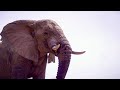 Elephants Thrive After Poaching Ban in Zakouma | Planet Earth III Behind The Scenes