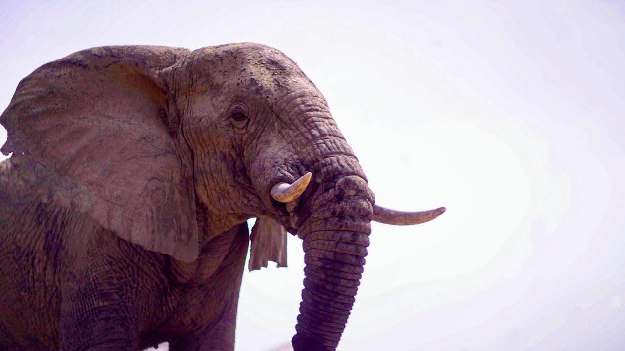 Elephants Thrive After Poaching Ban in Zakouma | Planet Earth III Behind The Scenes