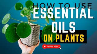 Can You Use Essential Oils To Treat Plants? How To Use Essential Oils To Prevent Fungi Build Up.