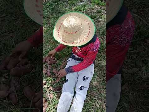 el fruto de galeras sucre#youtubeshorts