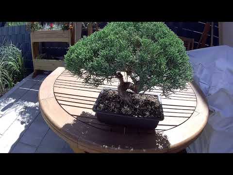 BONSAI CHINESISCHER WACHOLDER JUNIPERUS CHINENSIS ITOIGAWA OUTDOOR