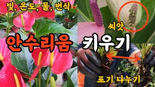 안수리움 키우기! 안수리움 빛, 온도, 물, 개화, 번식!! #엉클플랜트 #식물키우기 #공기정화식물