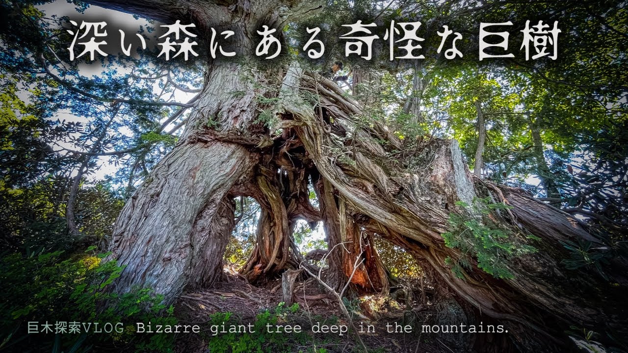 日本一奇怪と言われた大ヒノキを求めて、道なき道を冒険！