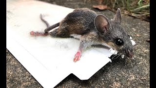 How to Release a Mouse From a Glue Trap.