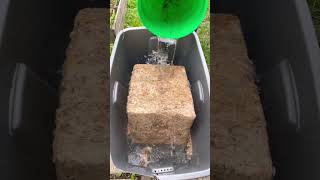 Sphagnum Moss #foragingfosters