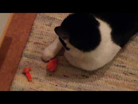 Nessulle uusia leluja 😺