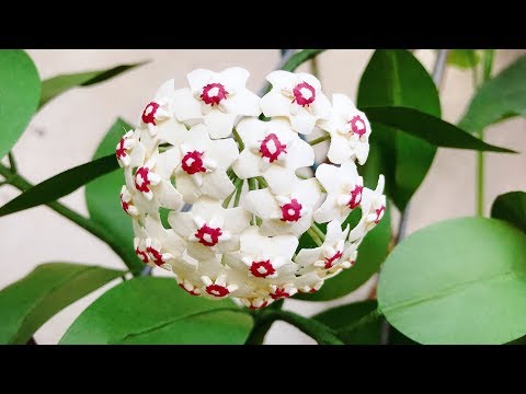 ABC TV | How To Make Hoya Paper Flower With Shape Punch - Craft Tutorial