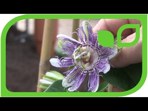 Eia Popeia im Kübel - die winterharte Passionsfrucht