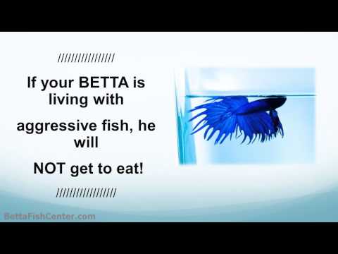 Betta Aquarium Tips - Your Betta with Other Tank Mates