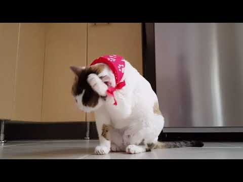 cats fanny animal#short #shortvideo