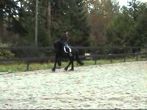 Friesian Gelding for sale