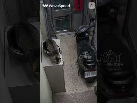 把安全帽弄跌的罪魁禍首找到了... 😾：下次記得把窩窩固定好Video by SeeDance 2.0 #隱拓日常