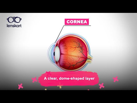 Parts Of The Eye For Kids