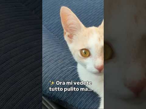 Regalo Stitch Meraviglioso Dolce Gattino Cerca Famiglia