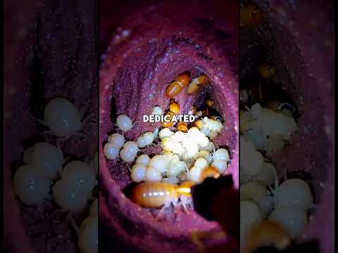 A camera inside an ant colony 😳 #trending