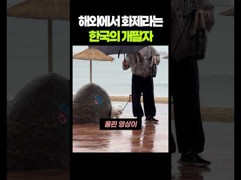 "나보다 팔자 좋네" 요즘 K-댕댕이들 근황 본 외국인들 반응