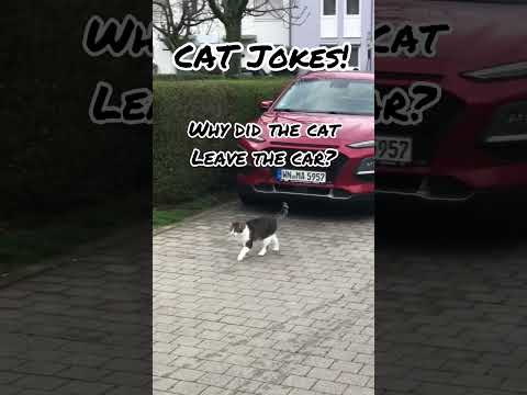 Cat Jokes: why did the cat leave the car? - Part 1