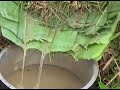 Making Local Beer Tonto In Buganda