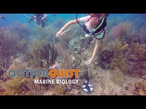 ActionQuest Marine Biology Camps