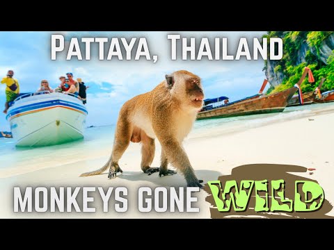 🏖️The BEST Beach In Thailand!! Nual Beach Koh Larn