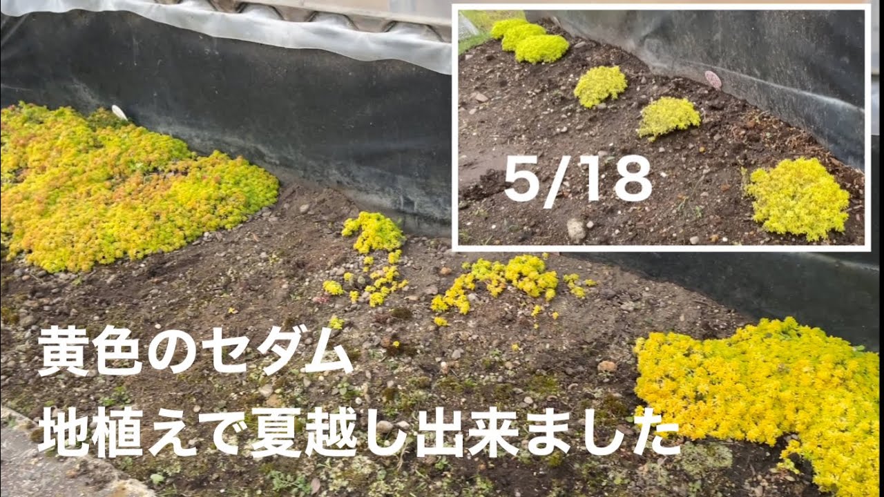 黄色のセダム、地植えで夏越し出来ました