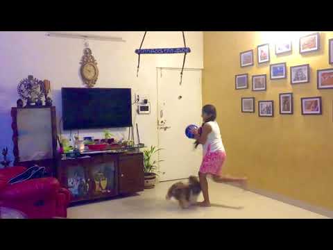 3 little DOGS of Mehar