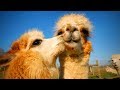 Cute Llamas 😍😂 Funny and Cute Llamas(Part 1)