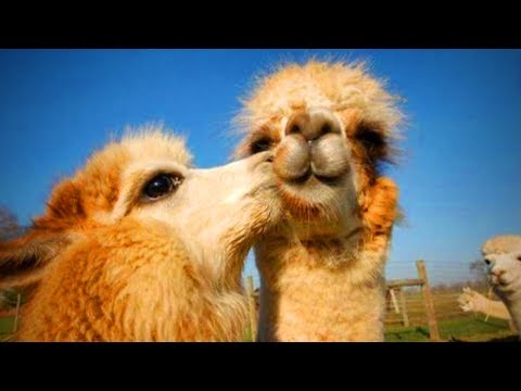 Des lamas mignons et drôles (partie 1)